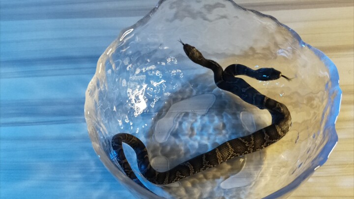 Molting kedua! [Buku Harian Pemeliharaan Ular Berkepala Dua]