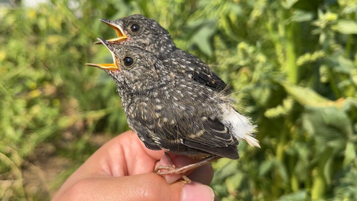 The food is so good; the two little birds are growing like crazy.