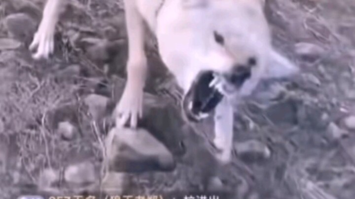 Hungry Warriors vs. The Legend of the Starving Wolf