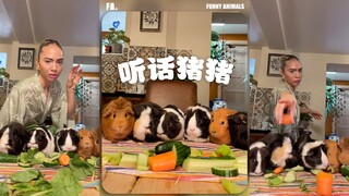 恭喜猪猪们坚持了10秒钟⏰
