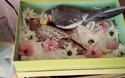 Chia tay người vợ đã đồng hành bên mình suốt 15 năm, chú vẹt cockatiel vẫn đứng bên cạnh mãi không c