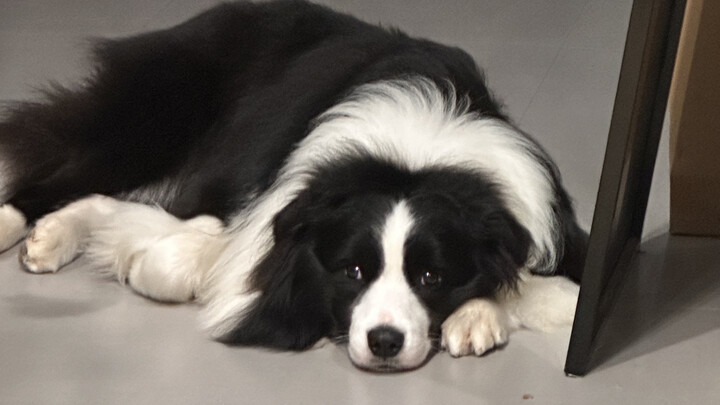 “Mẹ ơi, có phải con là biên cơ không?”