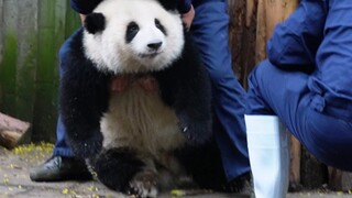 [Giant pandas] He Hua is nibbling her keeper