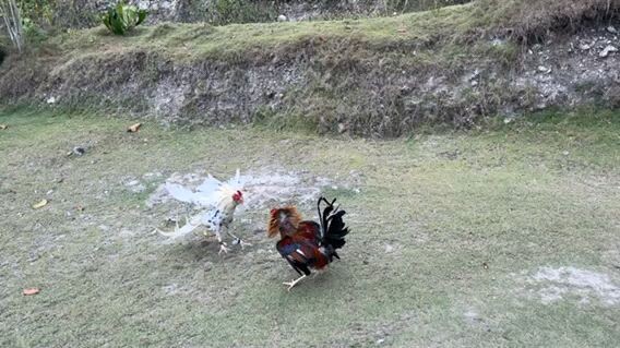 try lang both 12 stag wpc national and cock/bullstag big event winners