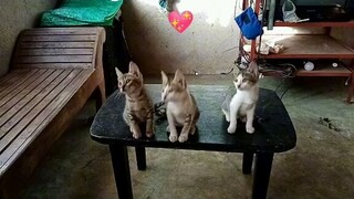 cute cats hehehe