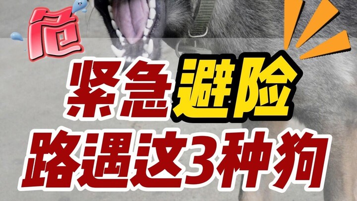 If you run into these three types of dogs on the road, getting close is asking for trouble!