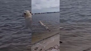 หมาอยากบินข้ามทะเล อันตราย เอาจูบๆ เหม็นมาก อันตลาย ฮาทุกฉาก ขำไม่ไหว！#Funny