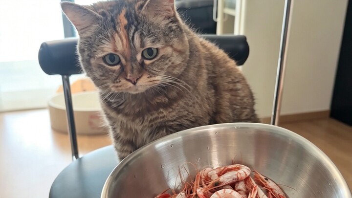 This whole bowl of shrimp is all mine, right?