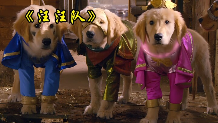 五只金毛成立了汪汪队，开启惩恶扬善之路！