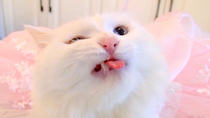 Pakaikan gaun pengantin pada kucing peri untuk pesta ulang tahun—A Wei, keluar dan terima akibatnya!