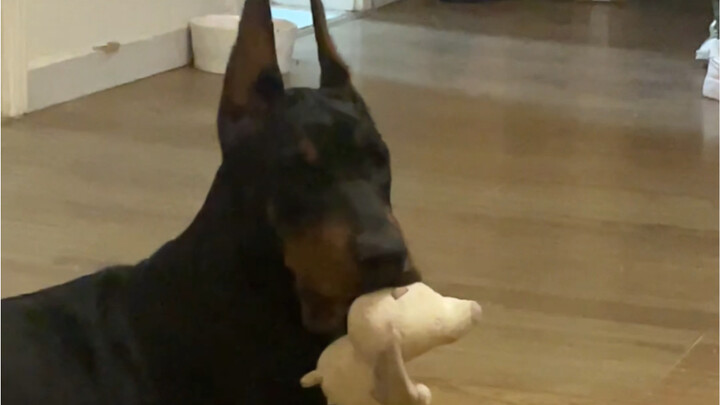That creator with a whole house full of weird cats and dogs has welcomed another new addition.