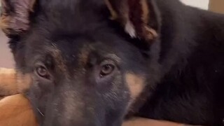 سجل أحد المستخدمين عبر الإنترنت كامل عملية وقوف آذان جرو الراعي الألماني في المنزل، فلماذا بدا الأمر