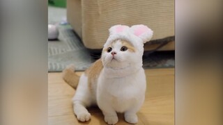 Chân ngắn auto cute luôn | MYPET