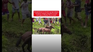 Ipinagbabawal na duwelo ng mga kabayo, isinagawa sa isang pista sa Leyte! | Kapuso Mo, Jessica Soho
