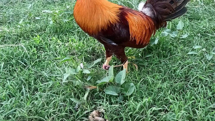 my own breed BB sweaterx gold