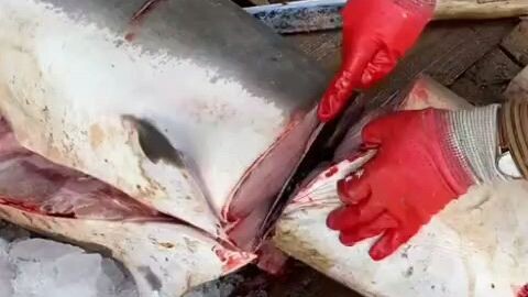 shark cutting skill