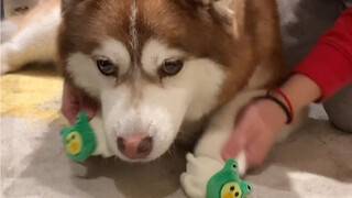 They say four toothpicks can't support a winter melon, right?