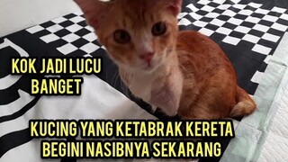 Masya Allah Kucing Tom Yang Ketabrak Kereta Seneng Banget Hari Ini Di Ajak Bercanda..!