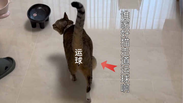 Kucing mana yang bisa menggiring bola sambil berjalan di jalanan