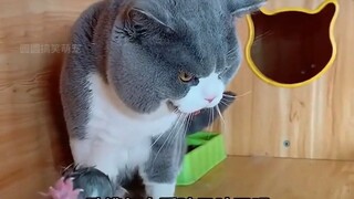 Mèo con: Mẹ ơi, con có phải con ruột của mẹ không? Mèo mẹ: Mẹ nôn xong sẽ nói với con.