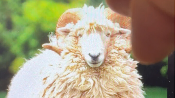 العام الجديد يقترب، اللوحات التي طلبها رواد الإنترنت!