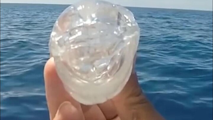 Loài sinh vật biển trong suốt salp – “anh hùng” giúp làm chậm quá trình nóng lên toàn cầu