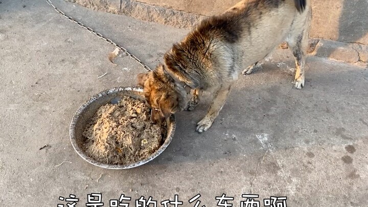 What will it be like when this little mongrel, who usually eats with the chickens, tries dog food fo