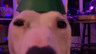 【Silly Cats and Dogs】What adorable dogs and cats!