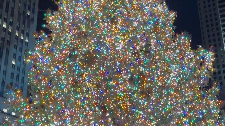 Sure enough, where there’s demand, there’s a market—no matter how big the Christmas tree, there’s a 