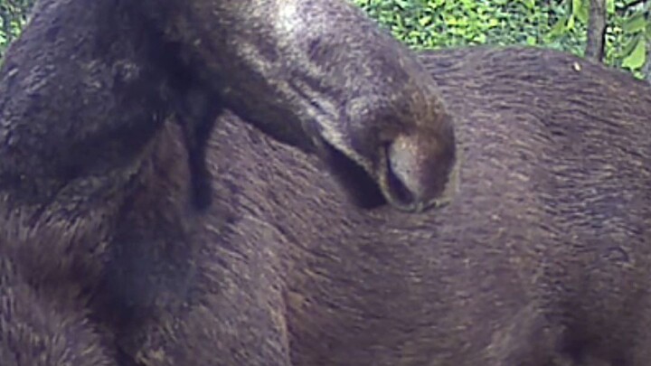 What happens when a moose finds a hidden camera?