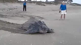 World_s Largest Sea Turtle! Giant Leatherback Sea Turtle.��ｈ��ｈ���