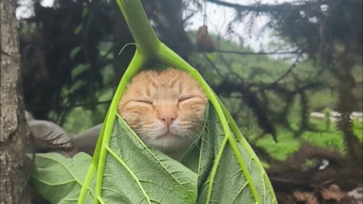 Jadi kucing tidak perlu terlalu normal!