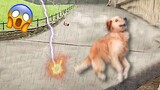 Dog Scared Of Lightning Strike - Funniest Animals Caught On Camera| Pets Island