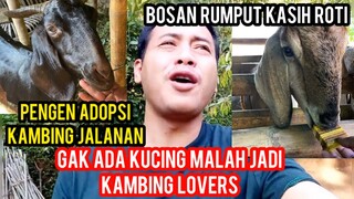 Gak Ada Kucing Malah Jadi Kambing Lovers Di Kampung Halaman..!
