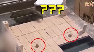 10 Động Vật Thông Minh Khiến Con Người Phải Chào Thua