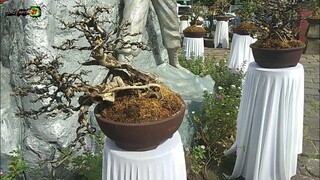 IBA'T IBANG URI NG MGA BONSAI TREES @ ANGONO VETERANS PARK TRIANGLE | Tenrou21