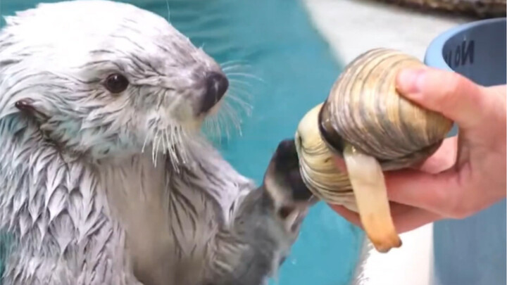 【Little Sea Otter】Helps the keeper with a back massage after getting a little seashell—such a gratef