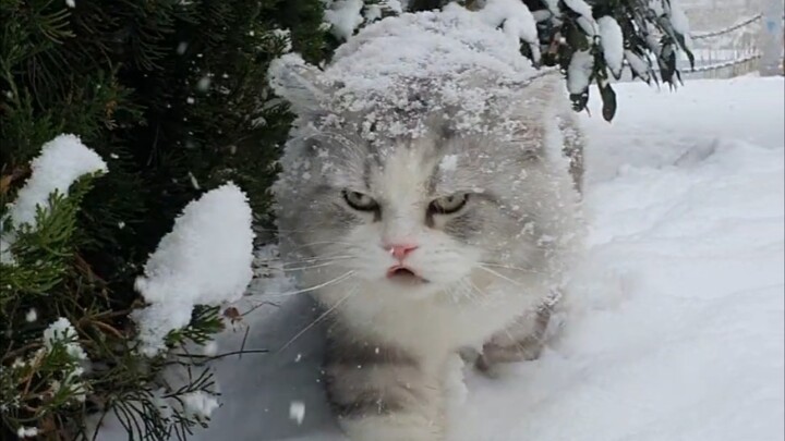 Thỏ mèo chân dài giữa tuyết chả biết túm được thì bị phạt bao nhiêu năm, vừa hay gặp Tiểu Bát vừa đư