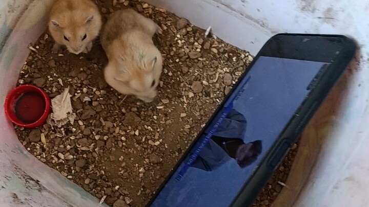 The hamster's reaction after watching "It's Because You're So Beautiful"