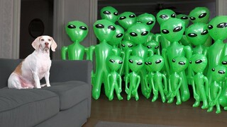 Dog Unmoved by Alien Invasion Prank สุนัขตลก Maymo vs Aliens