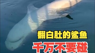 I'm a shark. If you see me lying on my back, motionless, don't think I'm dead and reach out to touch