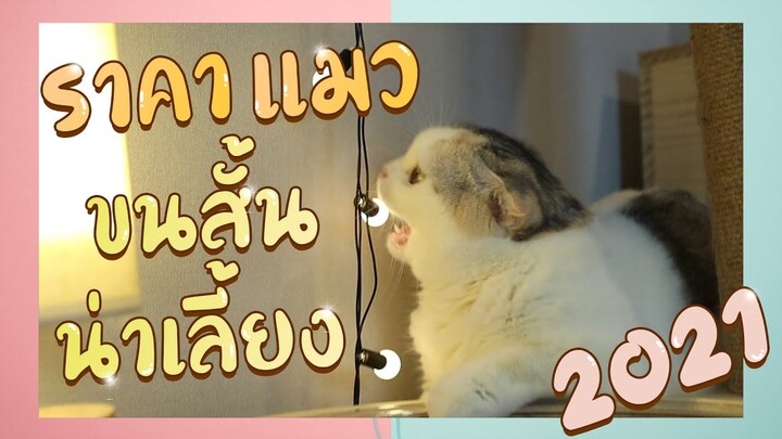 ราคาแมว "ขนสั้น" น่าเลี้ยงประจำปี 2021 +++ : EP33