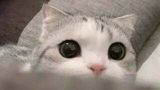 The cat suddenly fluffed up its fur at home, scaring the owner badly.