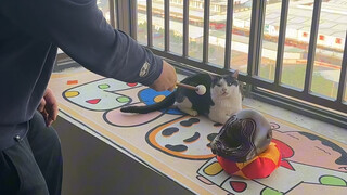 给奶牛猫驱个魔