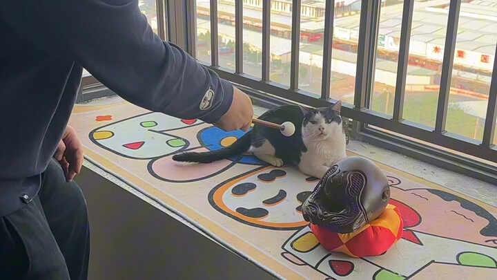 أزِل العِرْقَ عن قطة البقرة