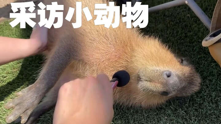 [Chinese Subtitles] Sister Maya Interviews the Little Animals Again Using a Mini Microphone