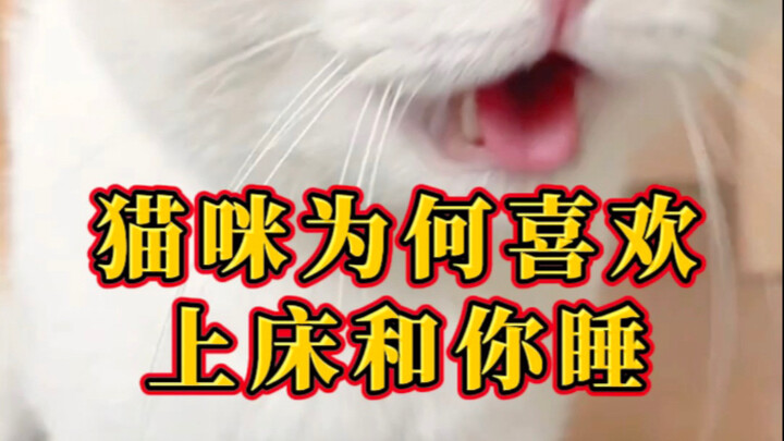 Mengapa kucing suka tidur di atas tempat tidur?