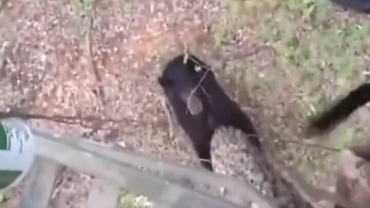 Bear: Bro, I was just kidding with you—stop pulling out your tools and put them away quick!