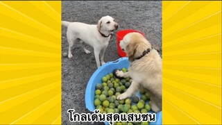 สัตว์เลี้ยงเพื่อนขนปุย :โกลเด้นสุดแสนซน