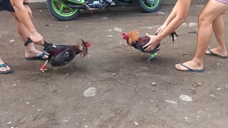 gilmore hatch x milsims brownred